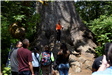 A woman standing at the base of a large tree