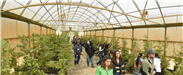 A group of people walk through a bunch of trees in a greenhouse