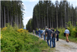 A group of people walking down a trail surrounded by tall trees