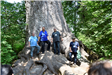 4 men standing at the base of a large tree