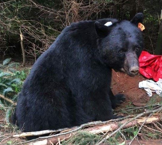 Black bear collared as part of the QIR black bear population study. Photo by Kristen Phillips, 2017. 