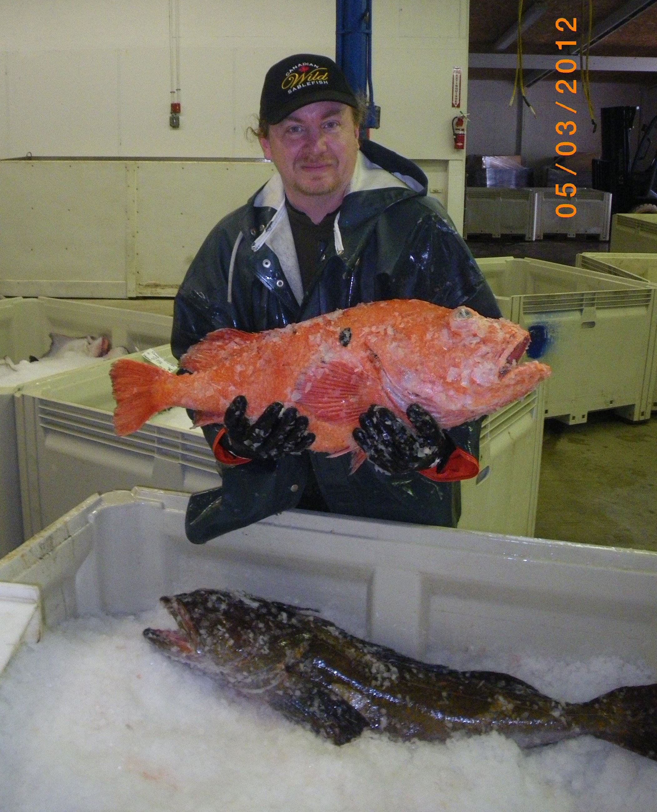 Scott Mazzone with rockfish and ling cod at Westport fish house