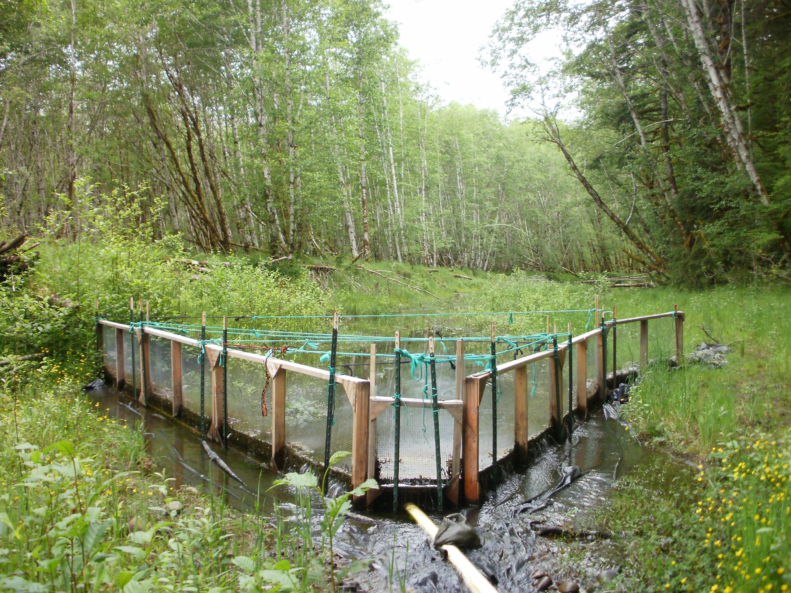 Smolt Trap at Ranger Creek 2010