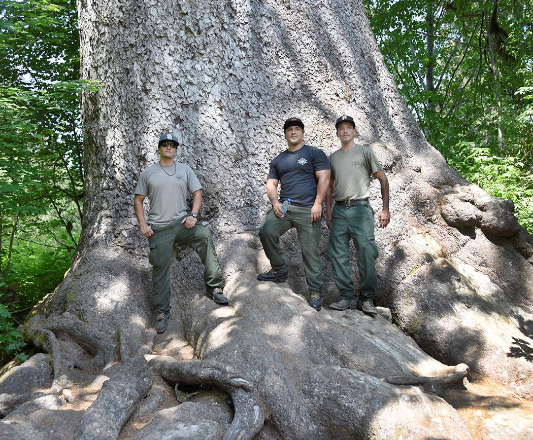 Three men stand on the base of a large tree