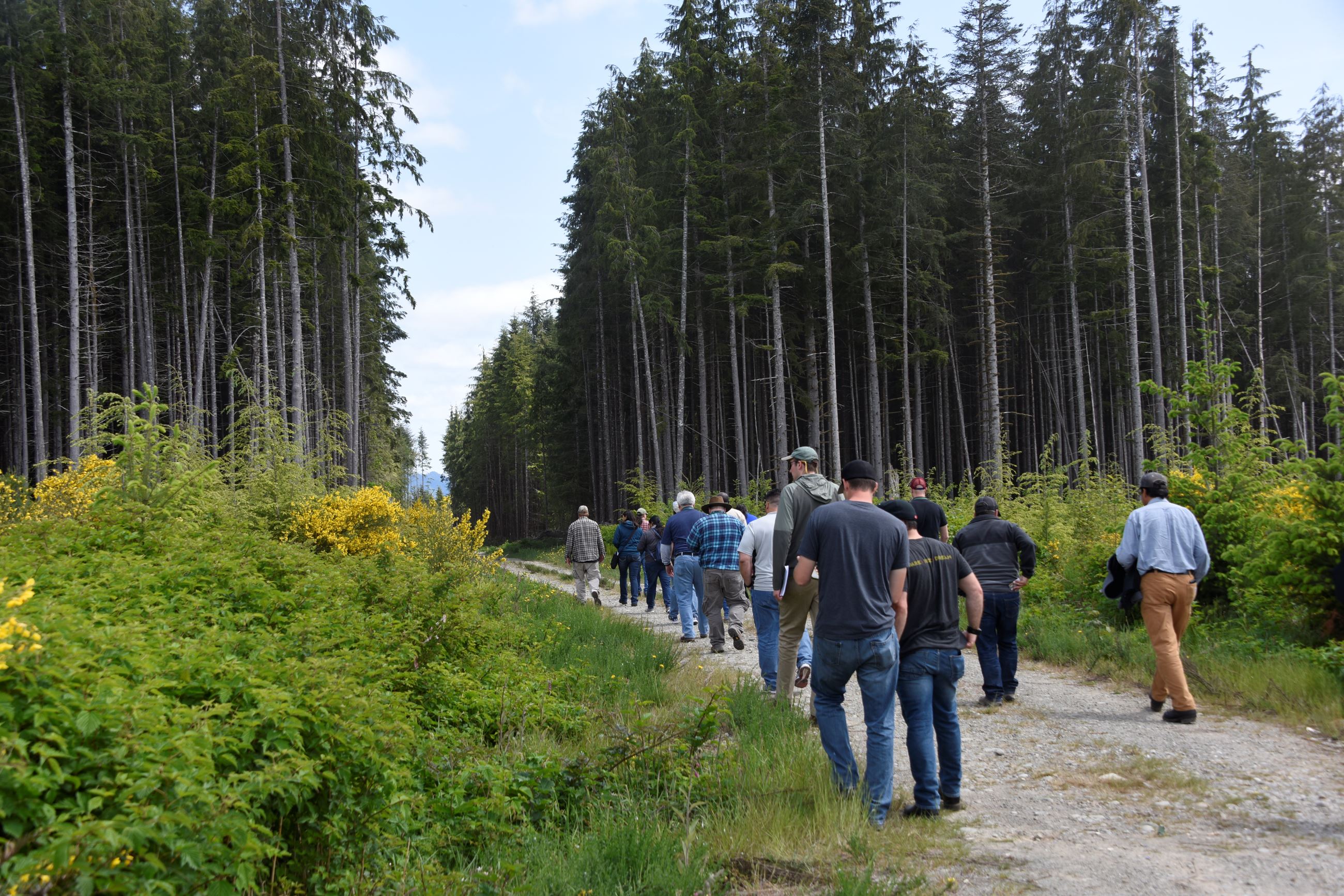 A group of people walking down a trail surrounded by tall trees