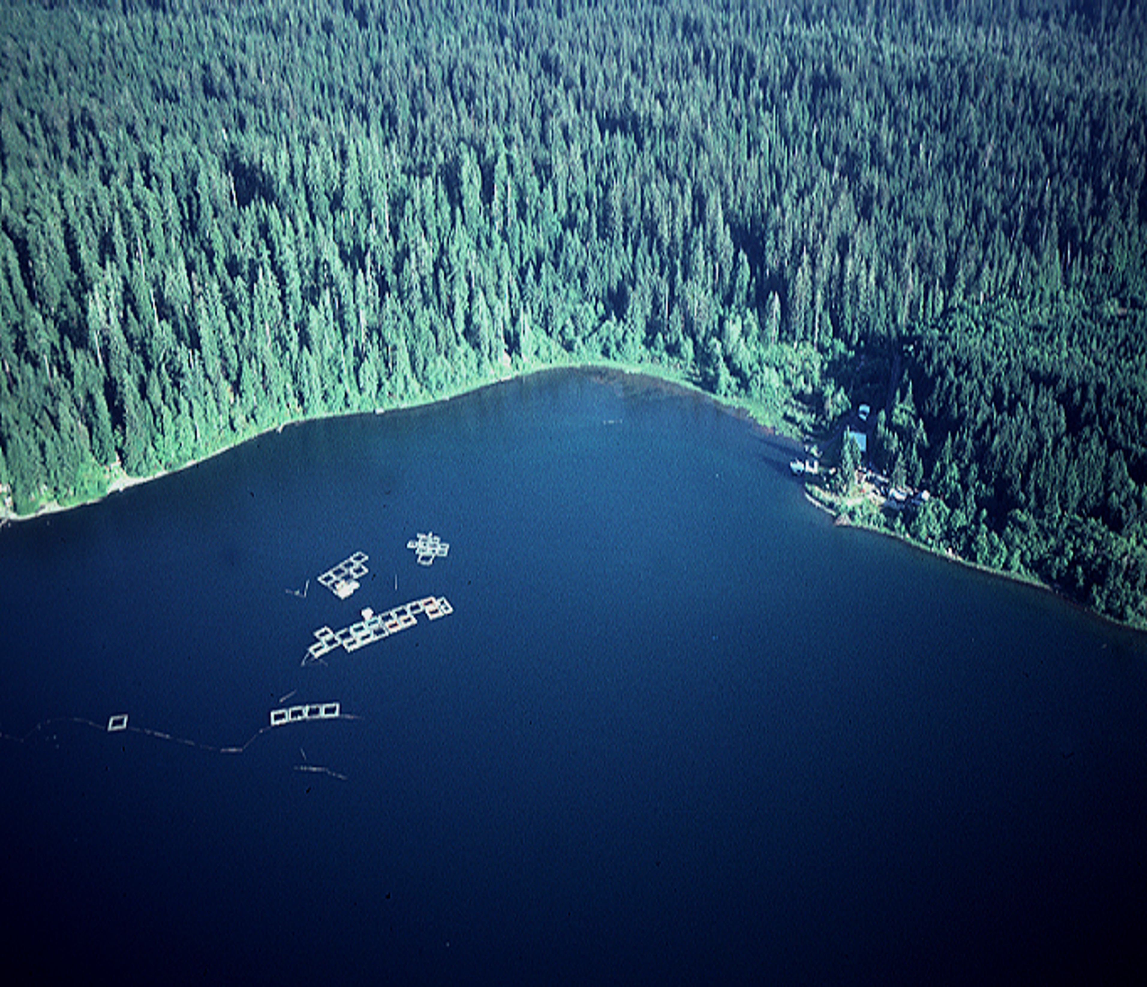aerial view of Lake Quinault with net pens