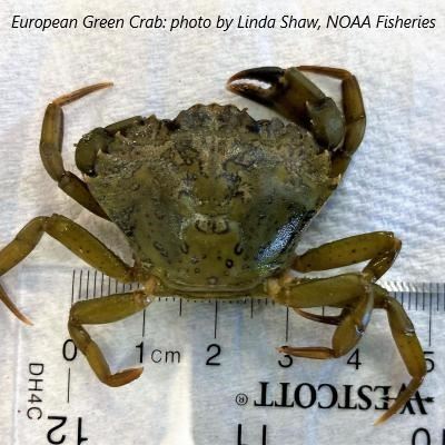 european green crab with ruler to show size