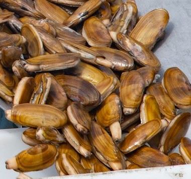 pile of razor clams in a weighing bin