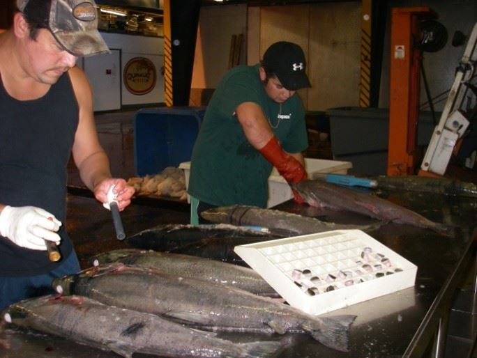 sampling at fish house