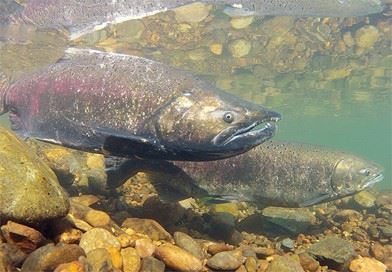 Spring Chinook on spawning ground