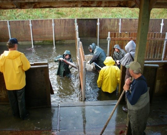 crew handling salmon in the fish crowder at Salmon River