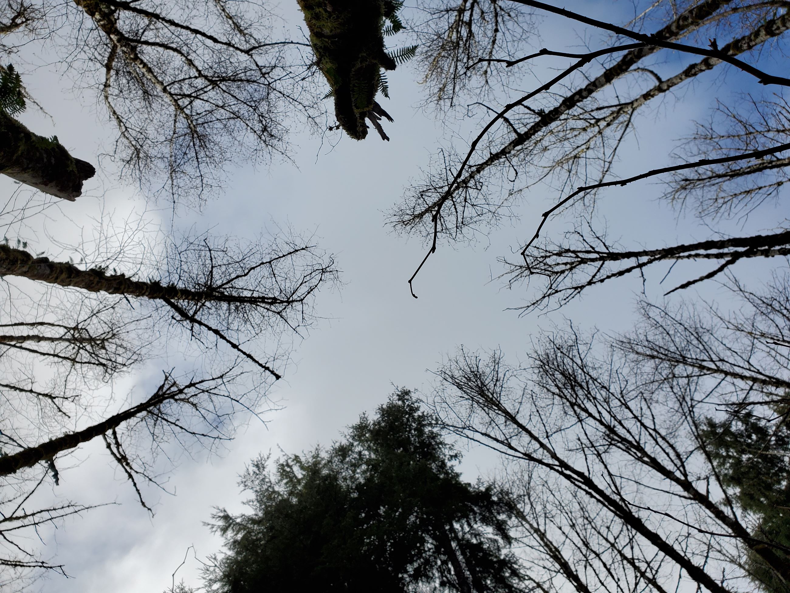undersized culvert along a stream