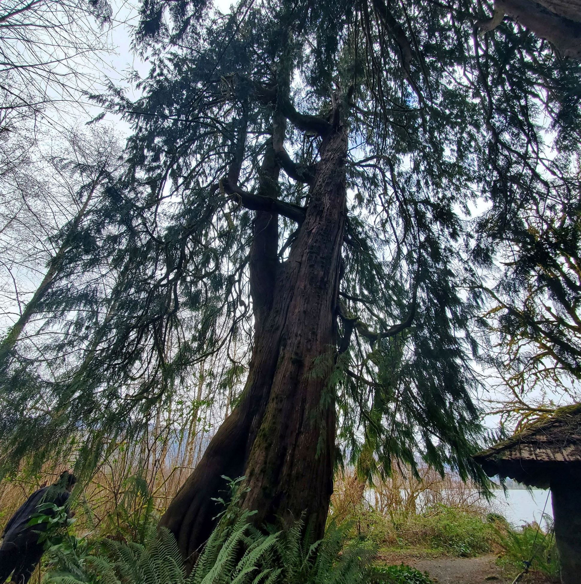 large split top tree