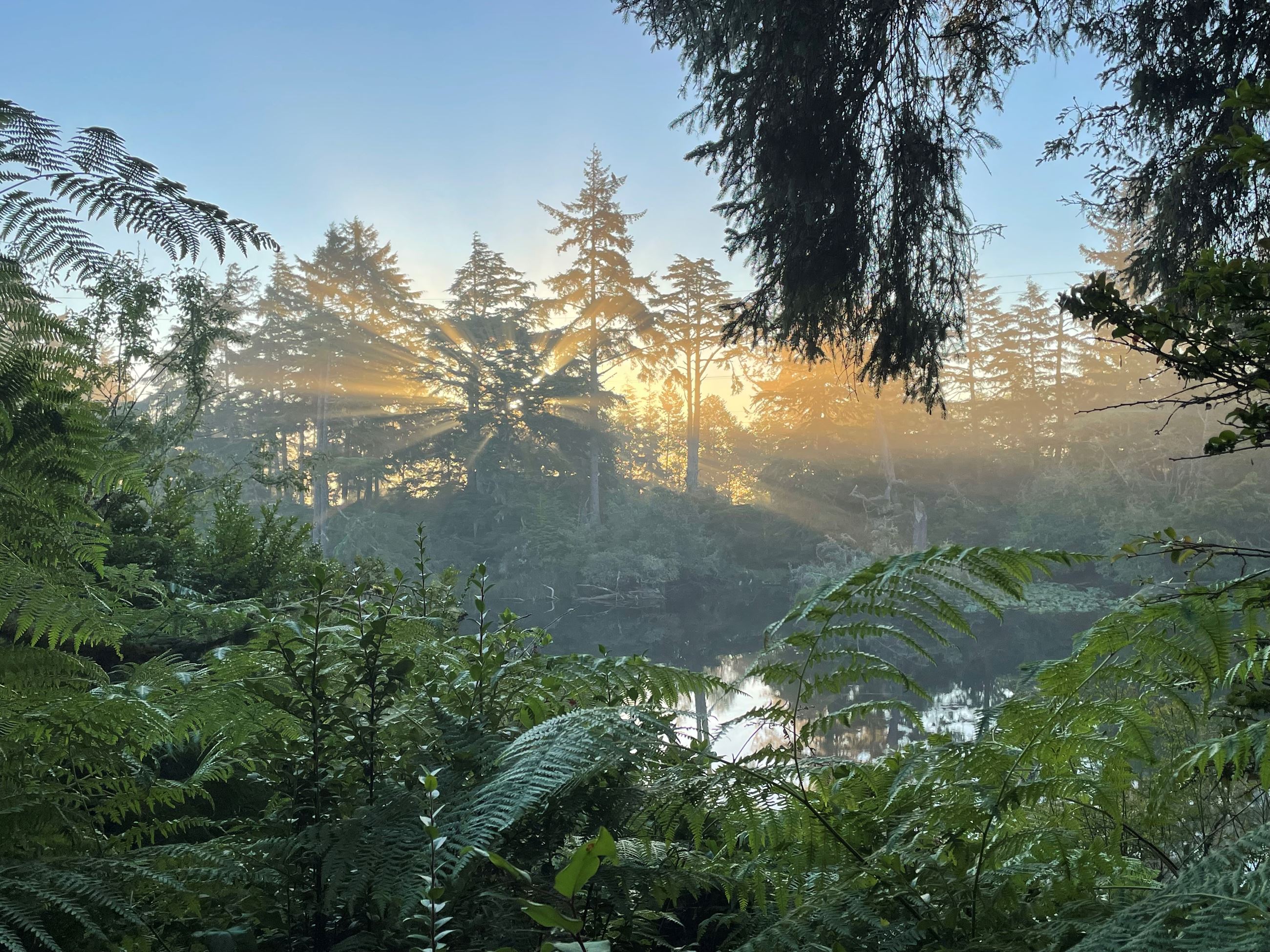 sun shining through tall trees over water