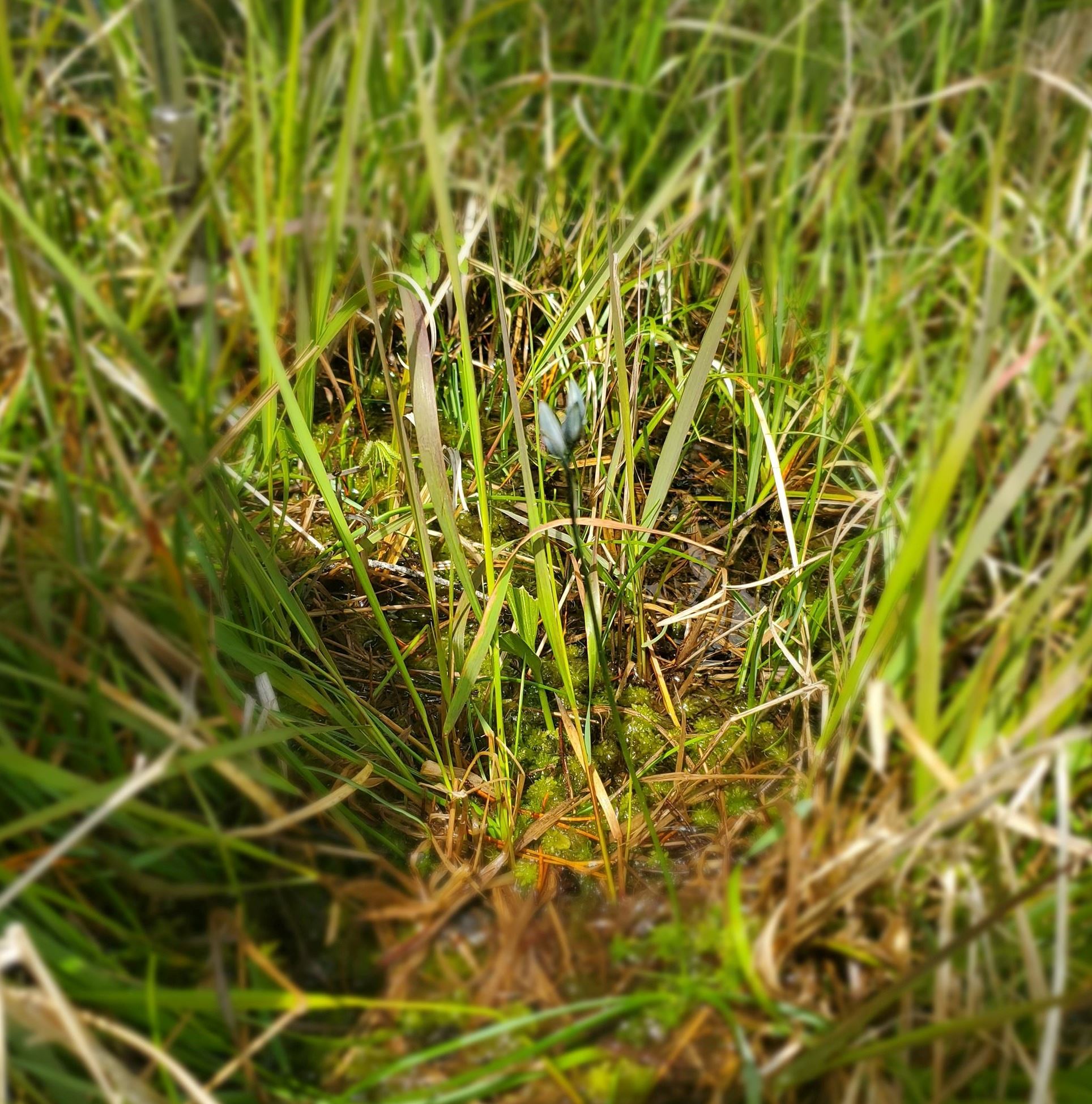 picture of a purple flower Camas
