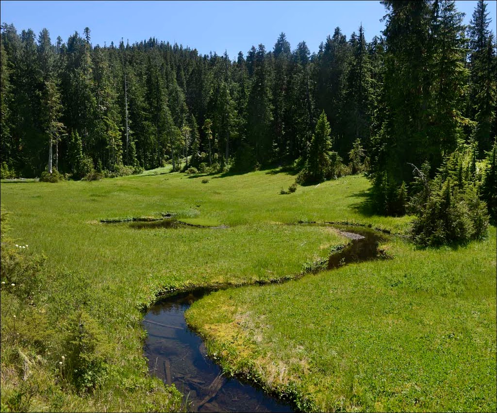 Forests and green space
