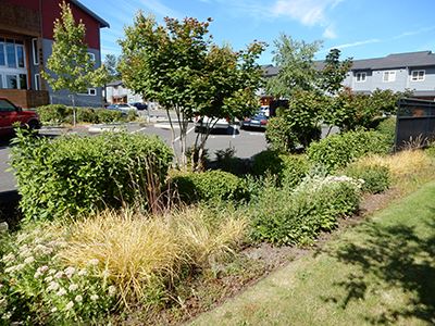 Raingarden 